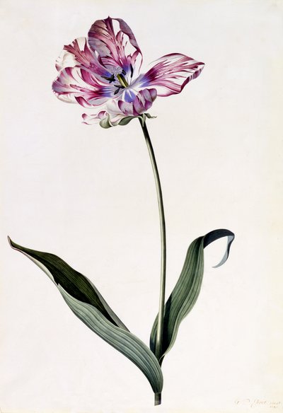 Tulip by Georg Dionysius Ehret